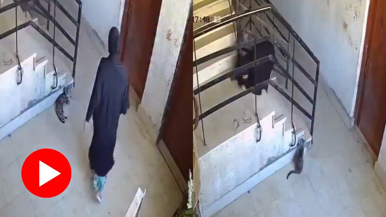 Video shows woman fall in staircase while doing bizarre thing with cat