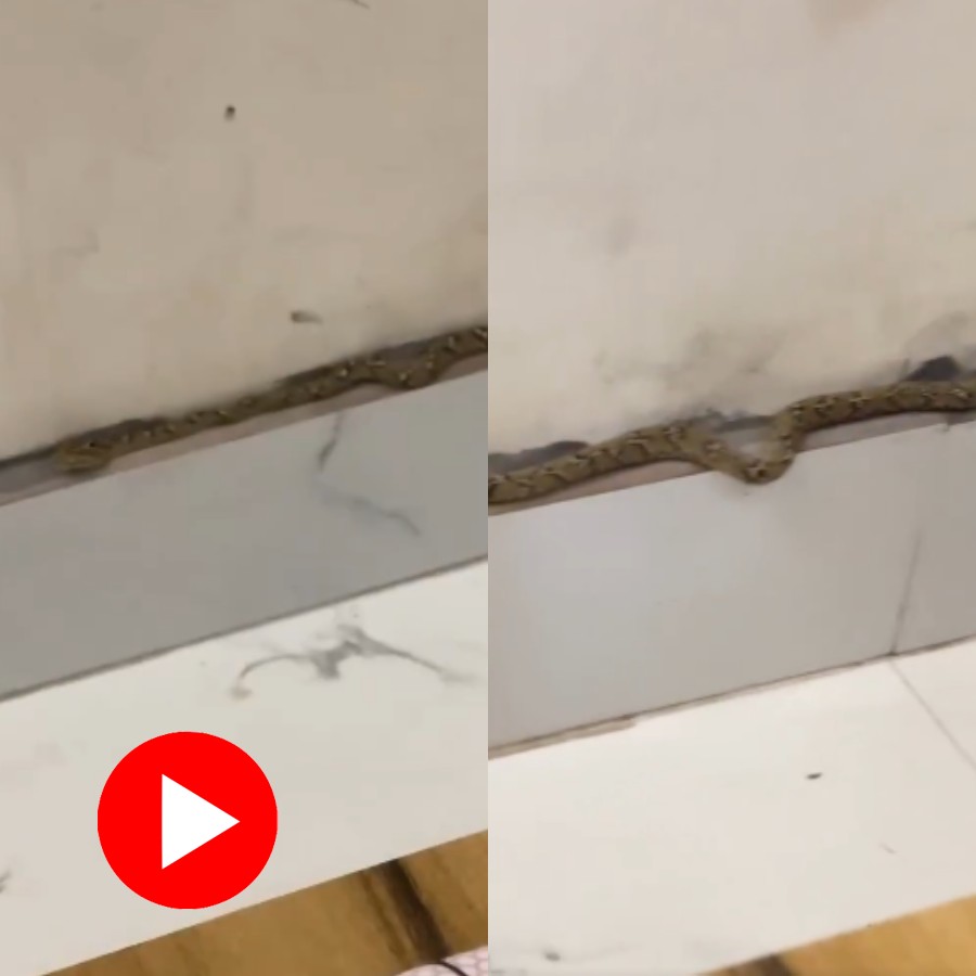 Video shows a snake camouflaged with wall tiles, woman scared after finding out