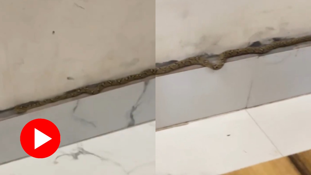Video shows a snake camouflaged with wall tiles, woman scared after finding out