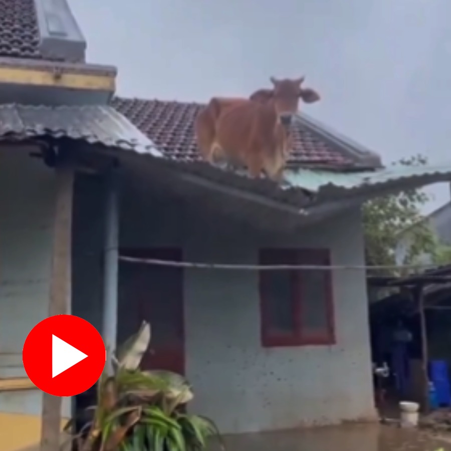 cow over roof