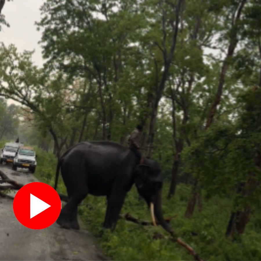 elephant