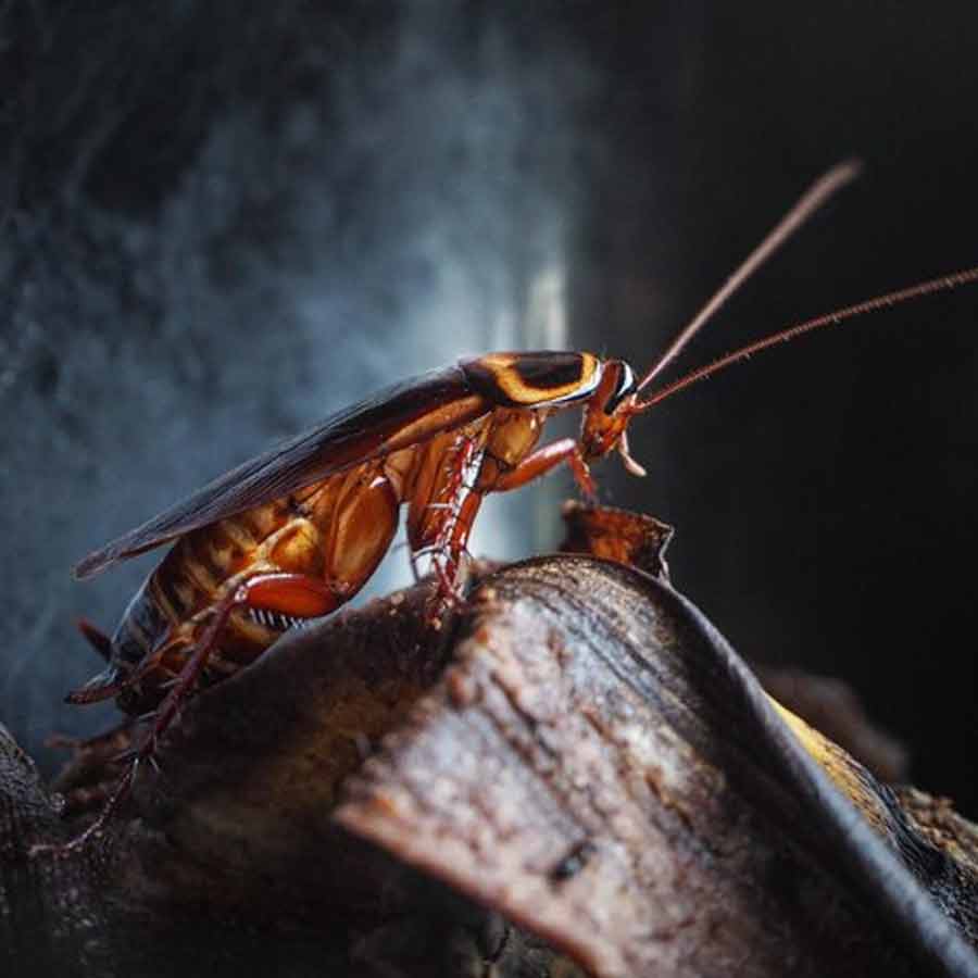 cockroach and nuclear explosion