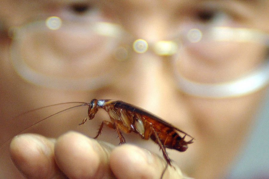 cockroach and nuclear explosion
