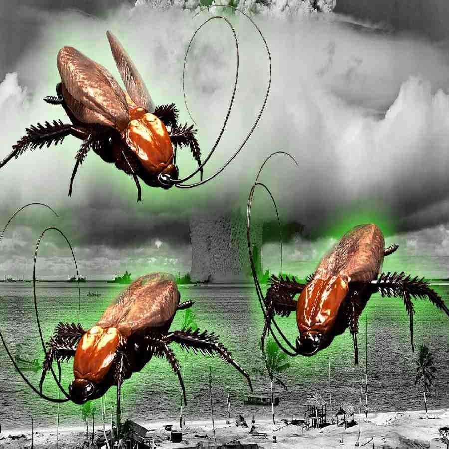 cockroach and nuclear explosion