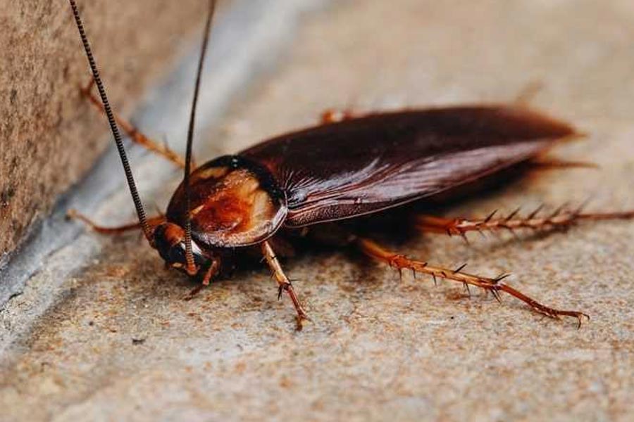 cockroach and nuclear explosion