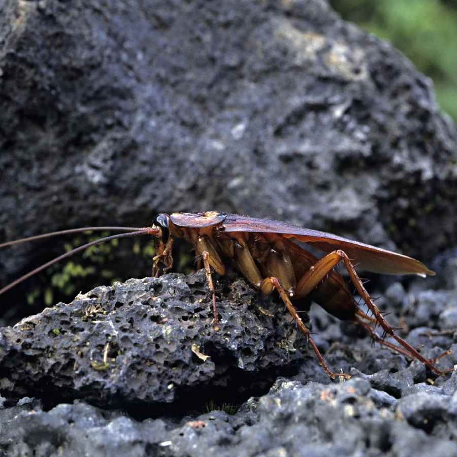 cockroach and nuclear explosion