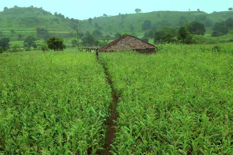 বর্ষায় এই জনপদ ঘন সবুজ।