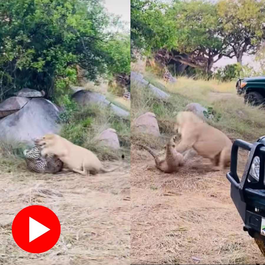 Video shows fierce fight between lioness and leopard in the middle of Jungle