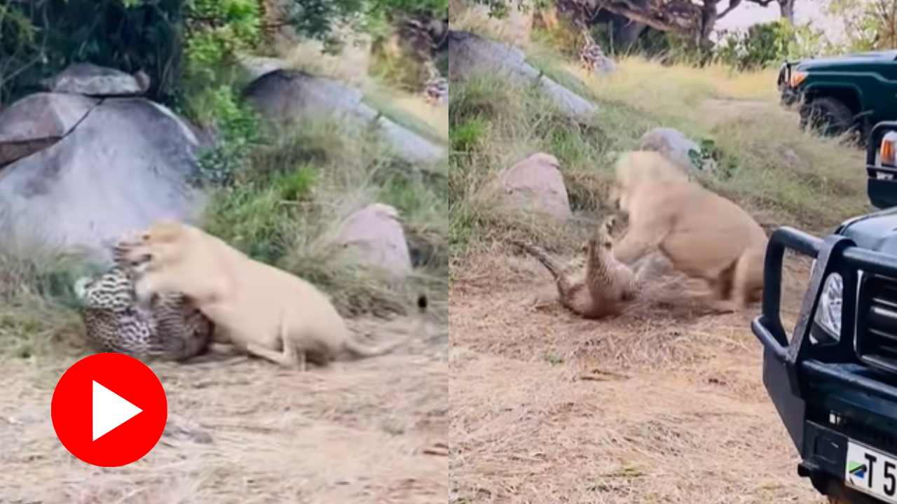 Video shows fierce fight between lioness and leopard in the middle of Jungle
