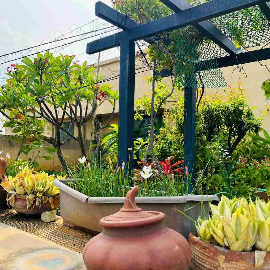 গাছ শুকিয়ে যাচ্ছে? কী ভাবে বাগানের যত্ন নেবেন?
