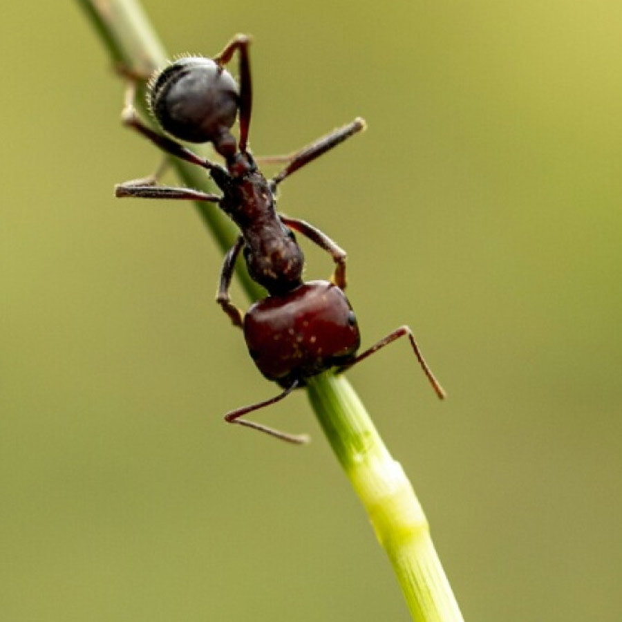 Why Demand for Giant African Harvester Ants Is Surging Across Europe and Asia