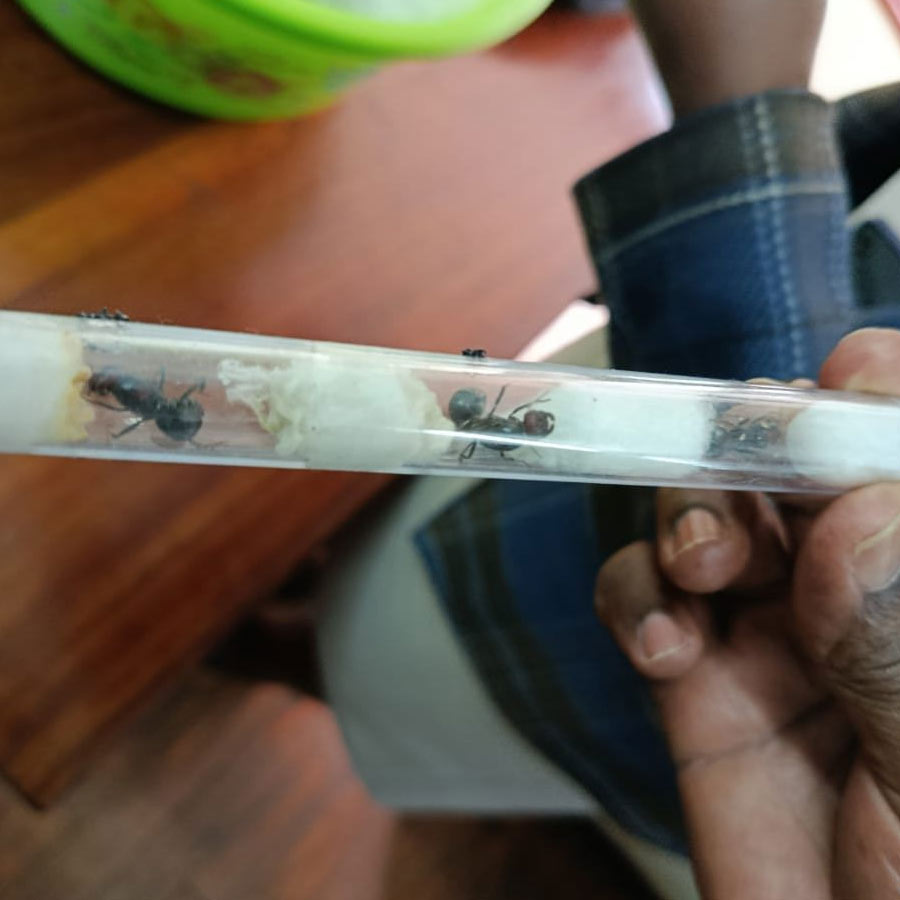 Why Demand for Giant African Harvester Ants Is Surging Across Europe and Asia