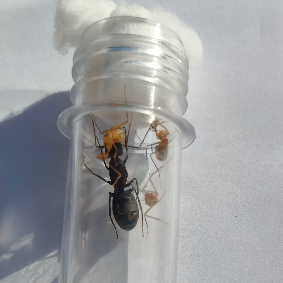 Why Demand for Giant African Harvester Ants Is Surging Across Europe and Asia