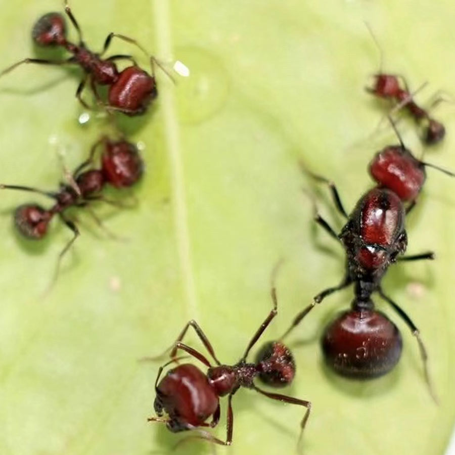 Why Demand for Giant African Harvester Ants Is Surging Across Europe and Asia