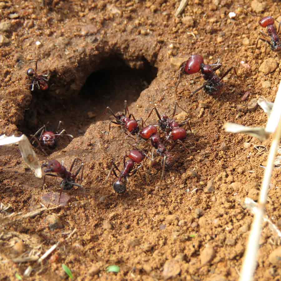 Why Demand for Giant African Harvester Ants Is Surging Across Europe and Asia