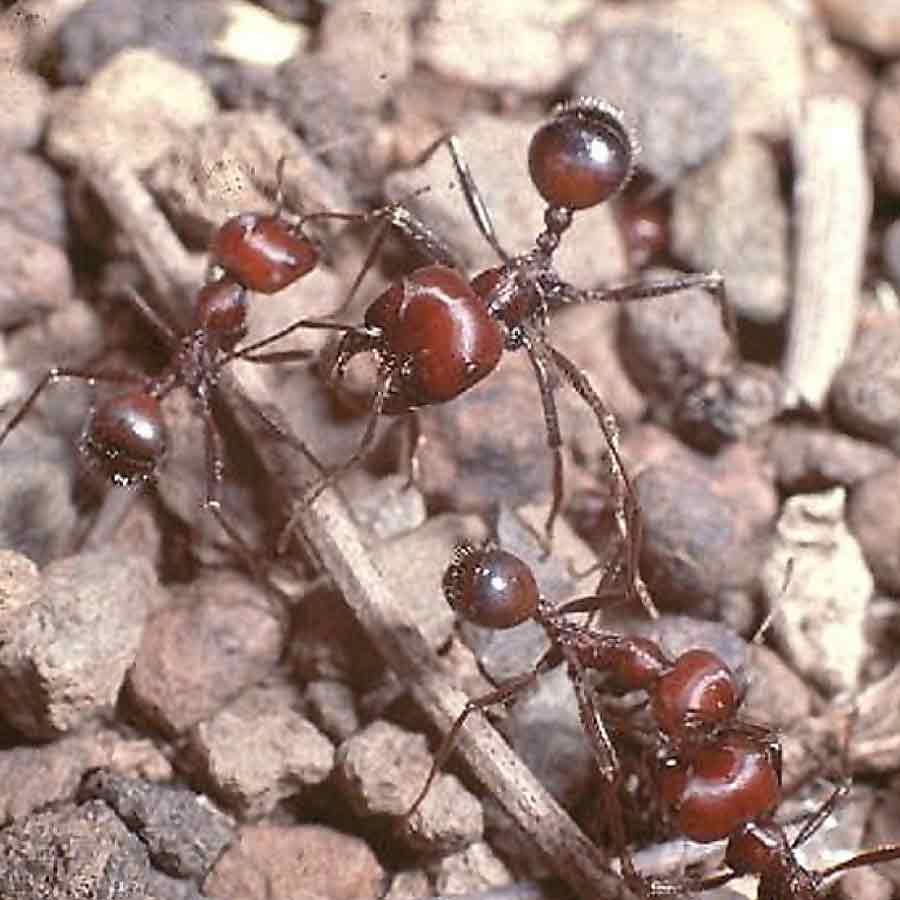 Why Demand for Giant African Harvester Ants Is Surging Across Europe and Asia