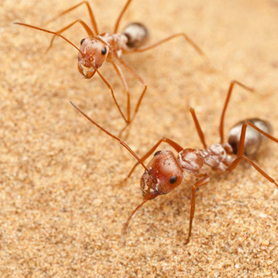 Why Demand for Giant African Harvester Ants Is Surging Across Europe and Asia