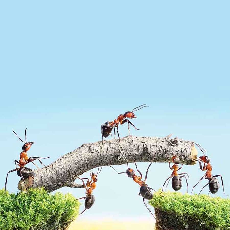Why Demand for Giant African Harvester Ants Is Surging Across Europe and Asia
