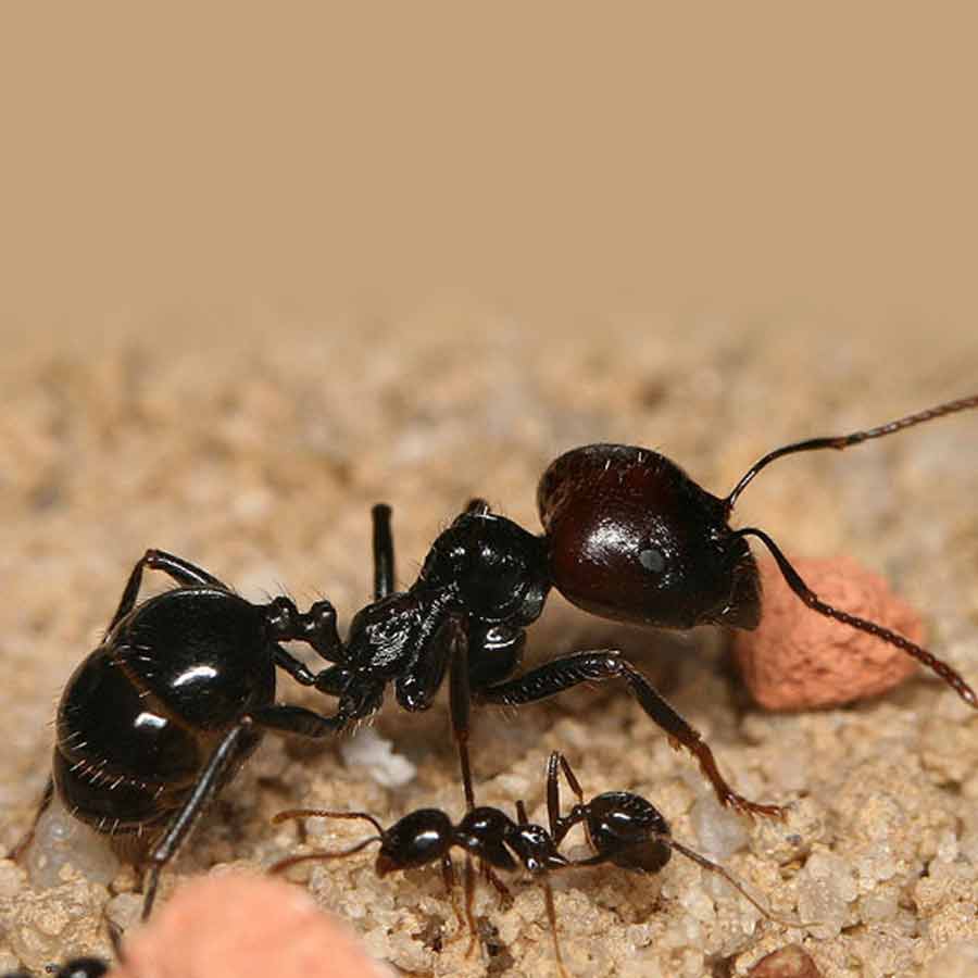Why Demand for Giant African Harvester Ants Is Surging Across Europe and Asia