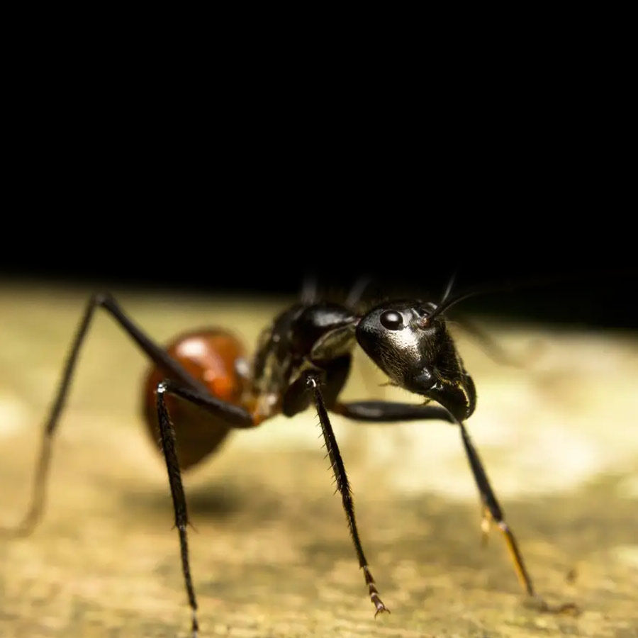 Why Demand for Giant African Harvester Ants Is Surging Across Europe and Asia