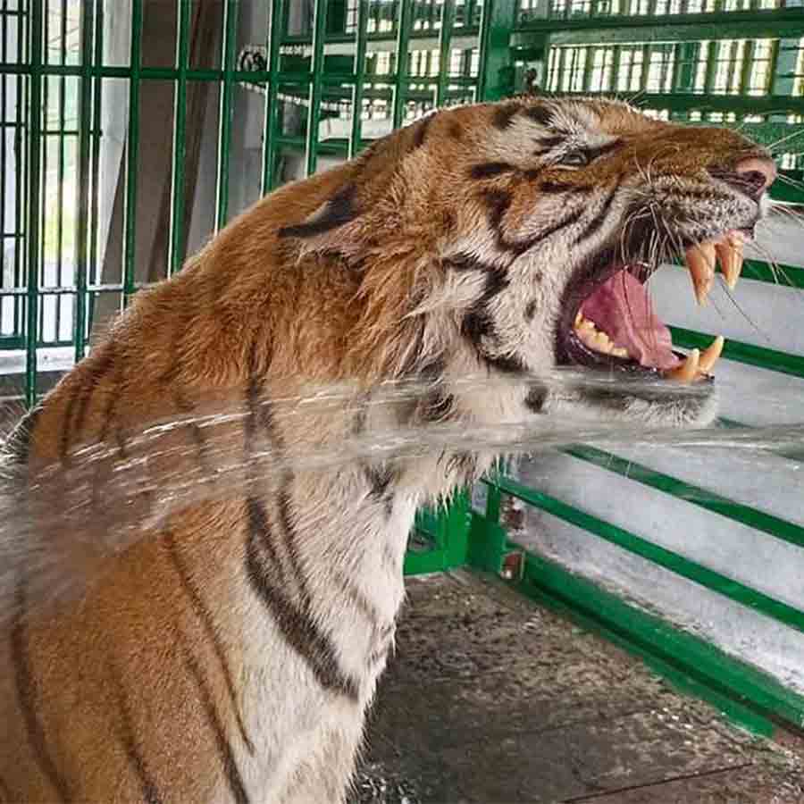 স্নান করানো হচ্ছে বাঘকে।