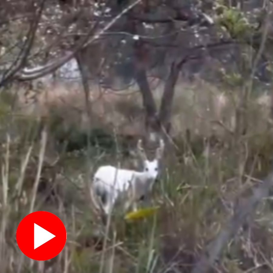Rare albino hog deer seen roaming in Kaziranga national park in Assam, CM Himanta Biswa Sarma shares visuals