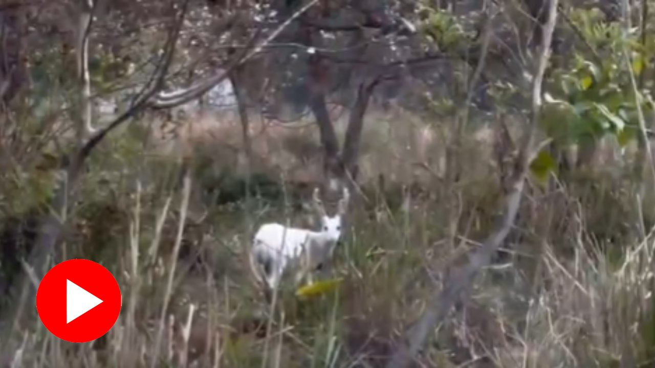 Rare albino hog deer seen roaming in Kaziranga national park in Assam, CM Himanta Biswa Sarma shares visuals