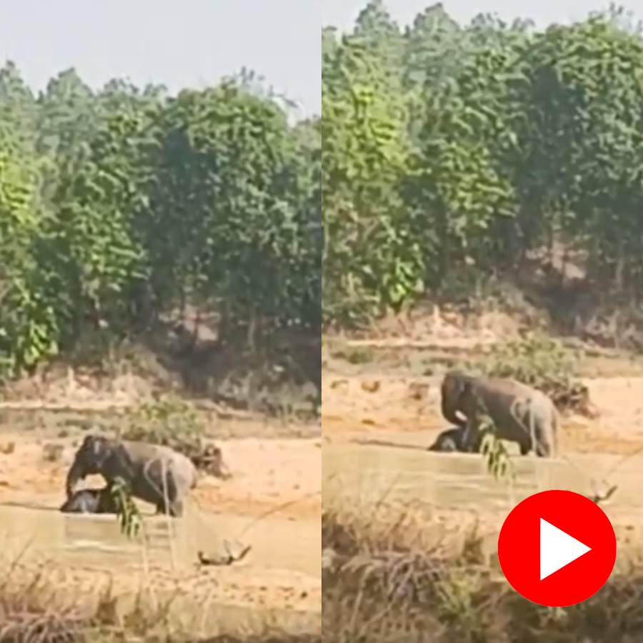 Video shows mother elephant trying to wake up dead calf in Chhattisgarh’s Raigarh