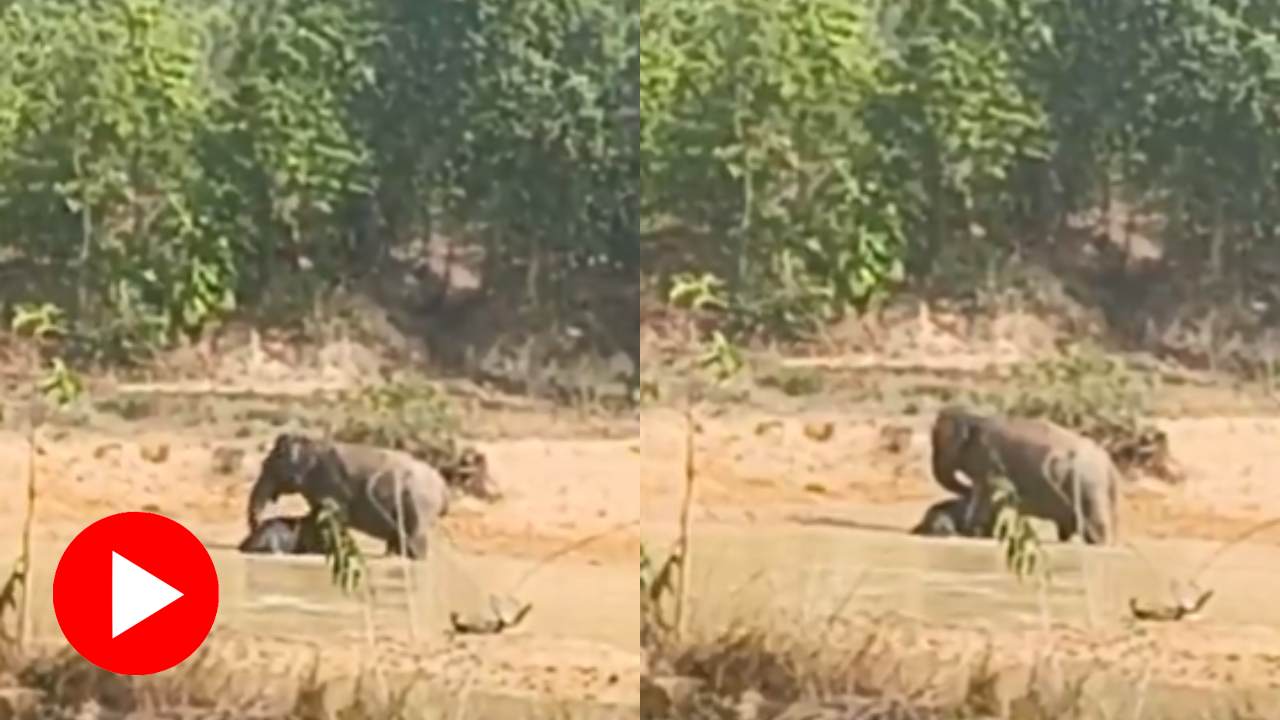 Video shows mother elephant trying to wake up dead calf in Chhattisgarh’s Raigarh