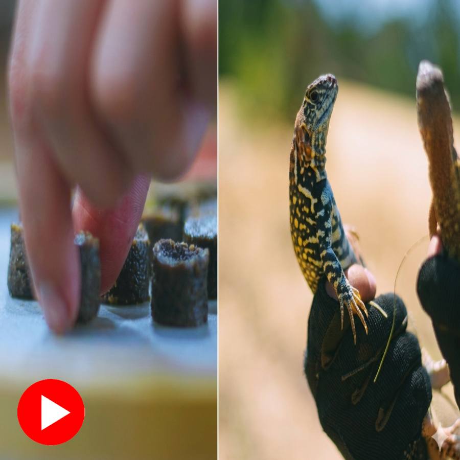 A video claims biscuit made from wild lizard goes viral dgtl