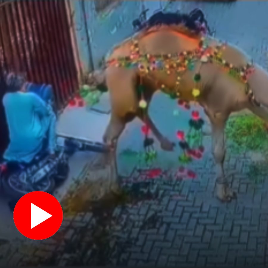 camel