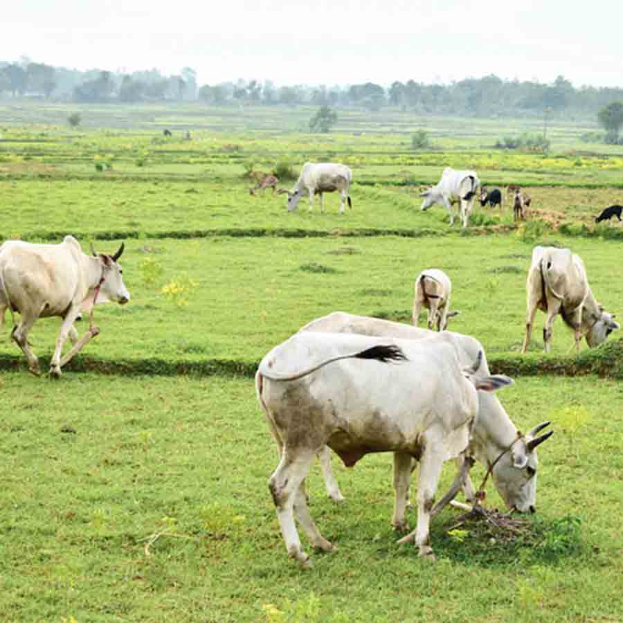 —প্রতিনিধিত্বমূলক ছবি।