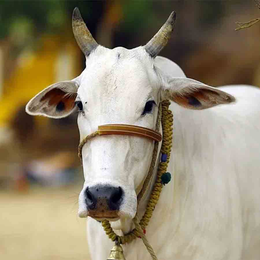 —প্রতিনিধিত্বমূলক ছবি।