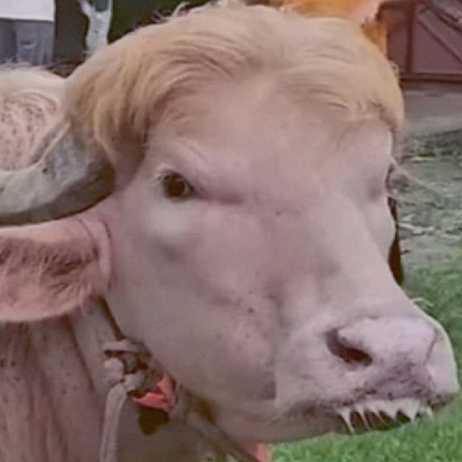 Viral Bangladesh Buffalo Resembling Donald Trump to Live in Zoo After Eid Rescue