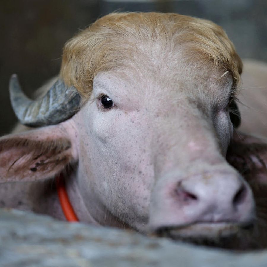 Viral Bangladesh Buffalo Resembling Donald Trump to Live in Zoo After Eid Rescue
