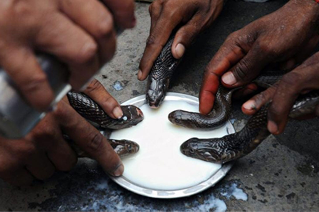 All You Need to Know About Shetphal, Maharashtra’s Famous Snake Village of India