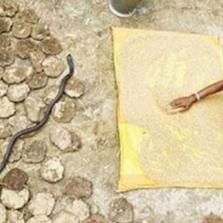 All You Need to Know About Shetphal, Maharashtra’s Famous Snake Village of India