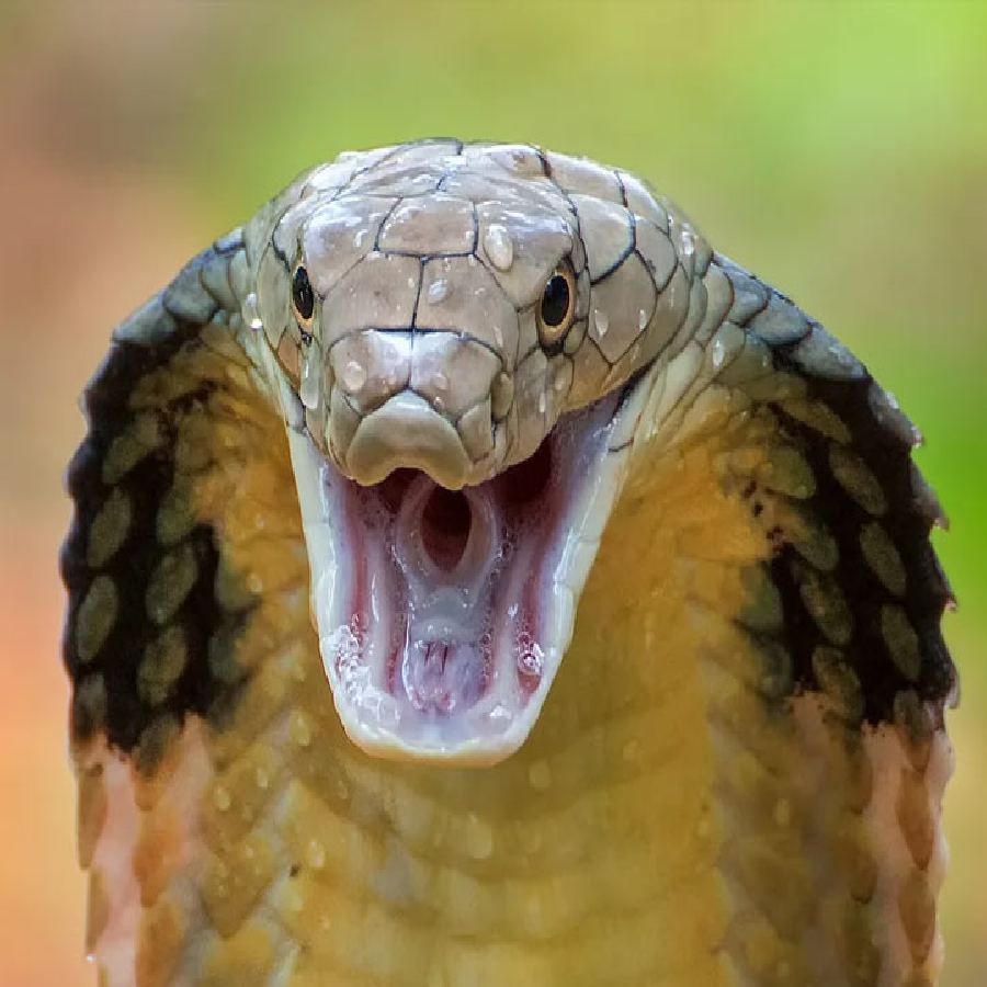 All You Need to Know About Shetphal, Maharashtra’s Famous Snake Village of India