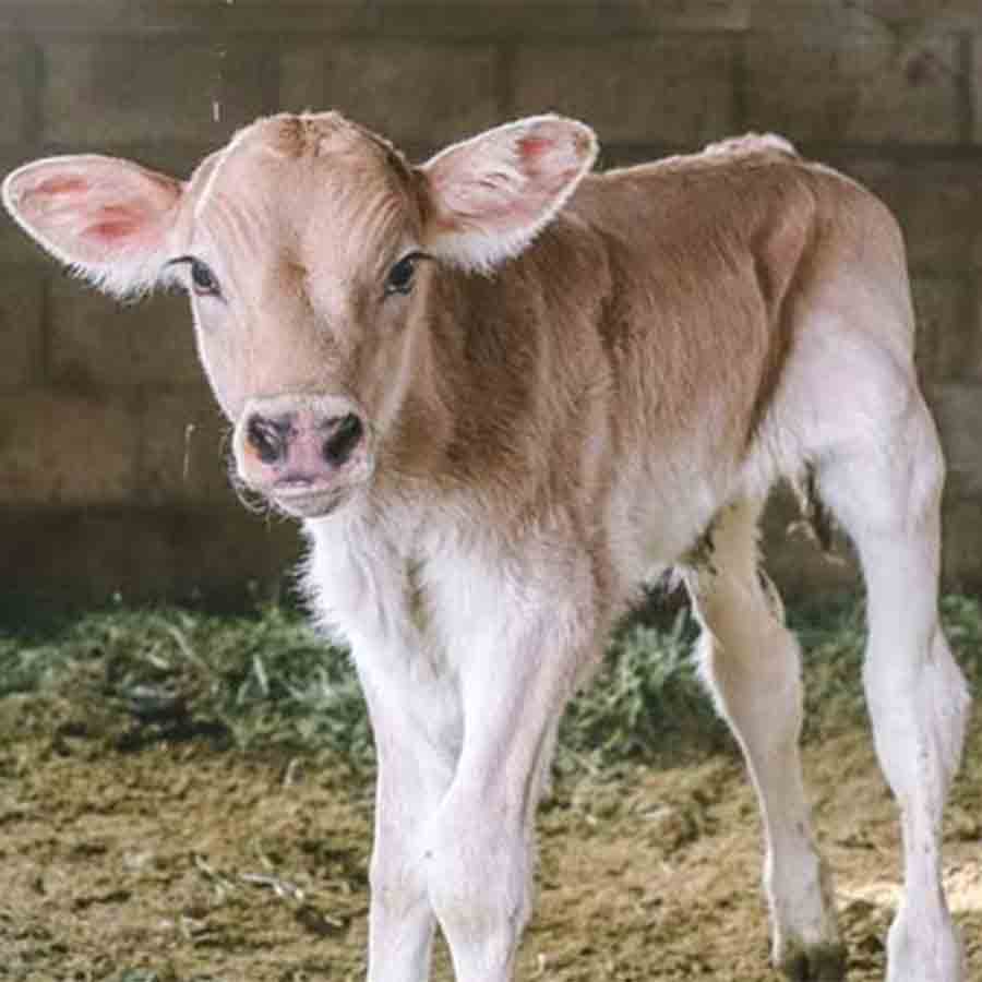 —প্রতিনিধিত্বমূলক ছবি।