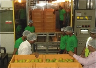 Indian mango exports