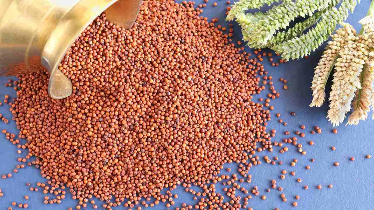 রাগির উপকারিতা কী?