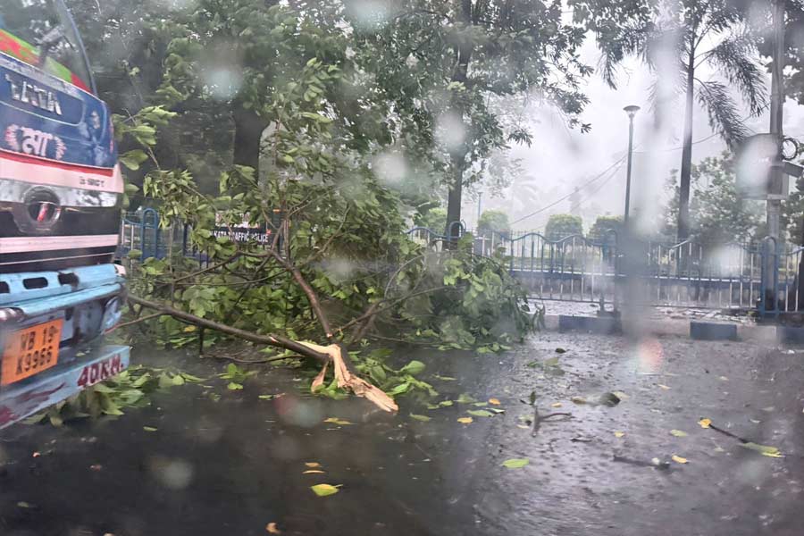 ময়দানের রাস্তায় ভেঙে পড়েছে গাছ। 