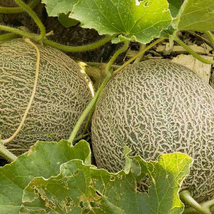 খরমুজের বীজ থেকে চারা কী ভাবে হবে?