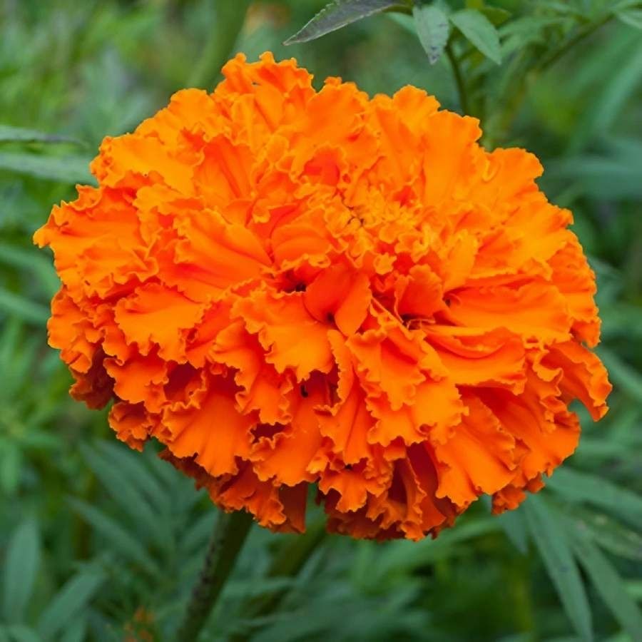 অন্য আরেকটি ফুল হল গাঁদা। কথিত, গাঁদা ফুল ভগবান বিষ্ণুর অত্যন্ত প্রিয়।