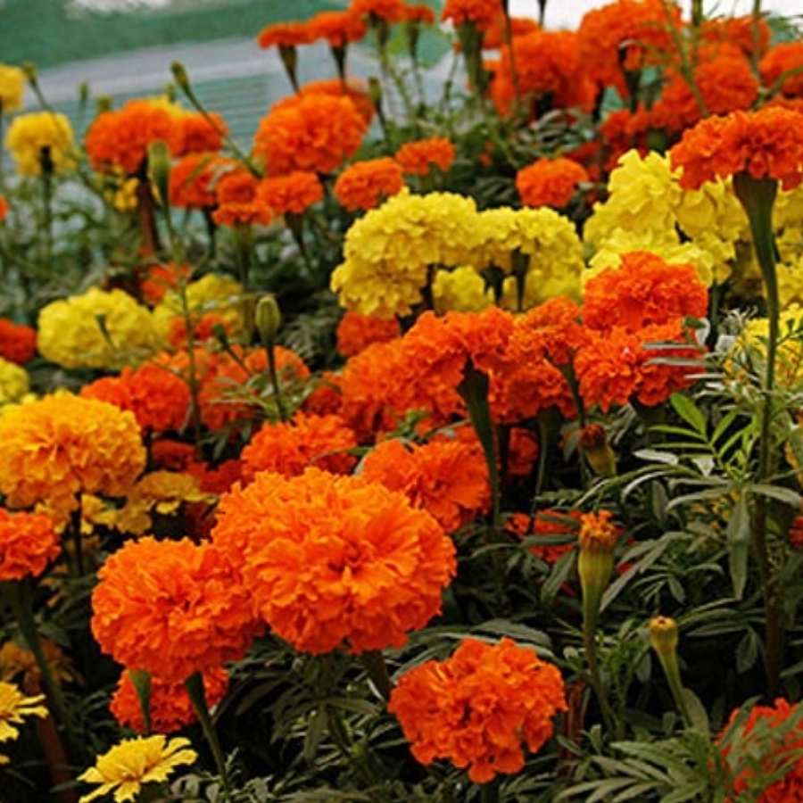মনে করা হয়, কমলা বা হলুদ গাঁদা ফুল অর্পণ করলে প্রসন্না হন দেবী।