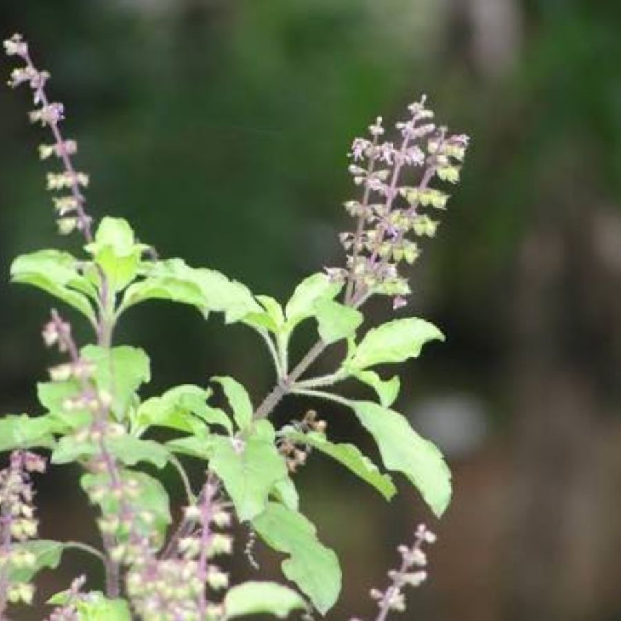 নিয়মিত প্রদীপ জ্বালাতে পারেন তুলসীতলায়। উত্তর, উত্তর-পূর্ব বা পূর্ব দিকে তুলসি গাছ রাখা শুভ বলেই মনে করেন বাস্তুবিদেরা। (এই প্রতিবেদনটি ‘আনন্দ উৎসব’ ফিচারের একটি অংশ।)