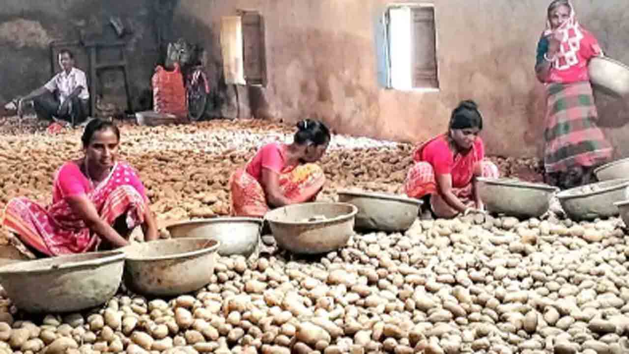 দর নেই মজুত আলুর, ফের চাষ নিয়ে চিন্তা