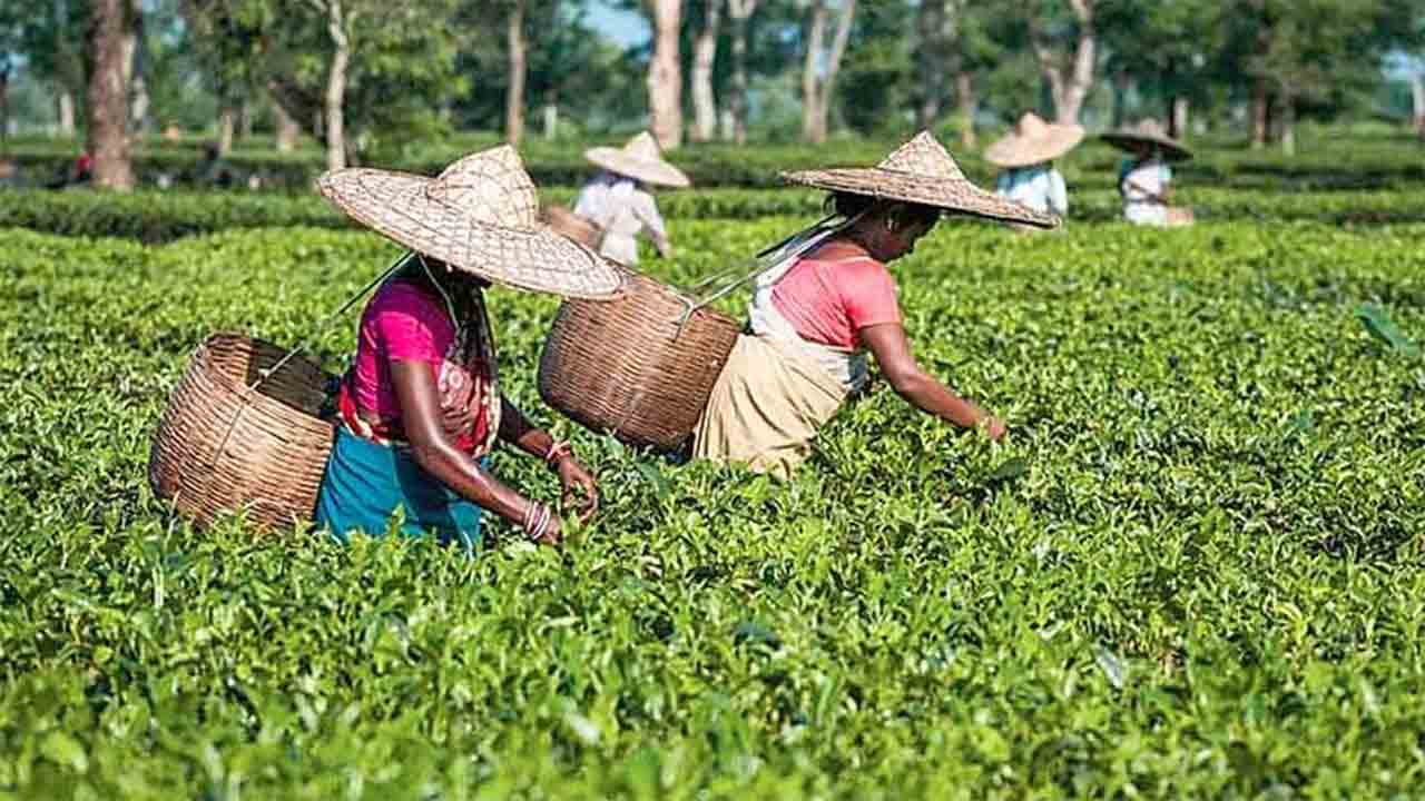 চা শ্রমিকদের জন্য নানা কেন্দ্রীয় প্রকল্পের ভাবনা, শুরু সমীক্ষা