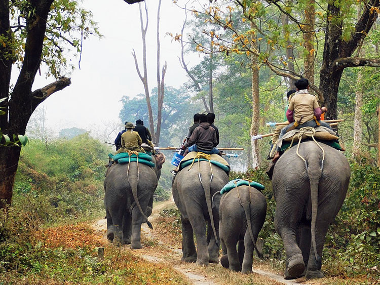 Forest guards mounted on elephants patrol an area in Jaldapara. 