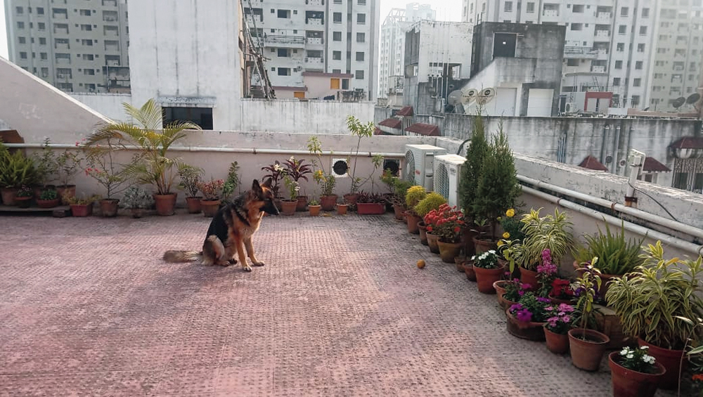 Dogs for hot sale indian homes